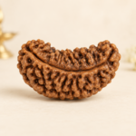 16 Mukhi Rudraksha