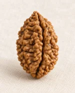 2 Mukhi Rudraksha bead on ivory linen