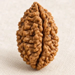 2 Mukhi Rudraksha bead on ivory linen