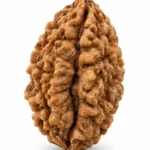 2 Mukhi Rudraksha bead on a plain white background