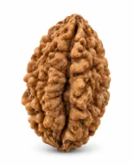 2 Mukhi Rudraksha bead on a plain white background