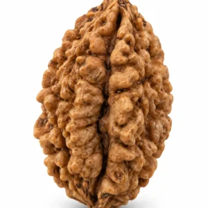 2 Mukhi Rudraksha bead on a plain white background