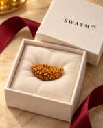 1 Mukhi Rudraksha, 13 × 24 mm