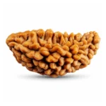 1 Mukhi Rudraksha, 13 × 24 mm