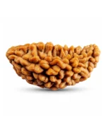 1 Mukhi Rudraksha, 13 × 24 mm