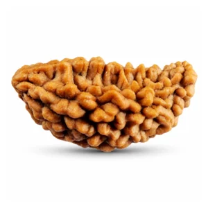 1 Mukhi Rudraksha, 13 × 24 mm