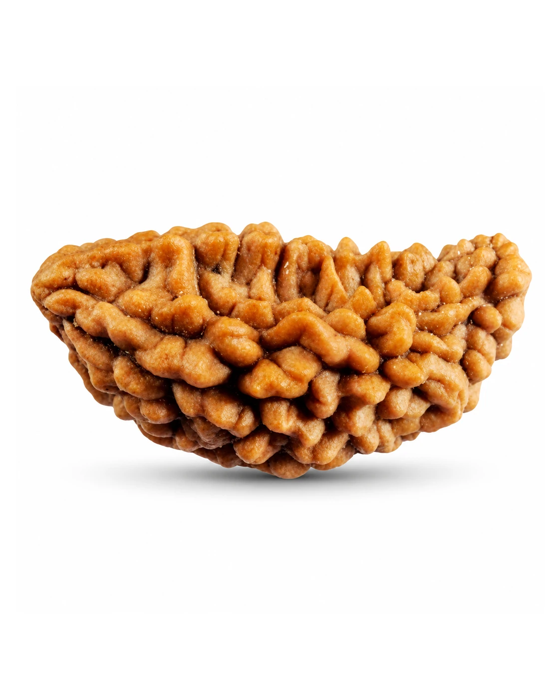 SWAYM 1 Mukhi Rudraksha 343689.webp 1 Mukhi Rudraksha, 13 × 24 mm
