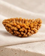 1 Mukhi Rudraksha bead on ivory linen, 13 × 24 mm