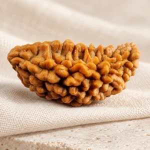 1 Mukhi Rudraksha bead on ivory linen, 13 × 24 mm